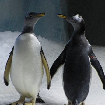 Exclusive holiday rentals Kerry - Aquarium penguins