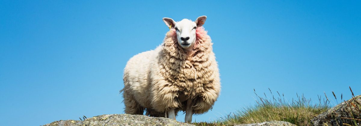 Holiday houses Dingle - Sheep on mountain