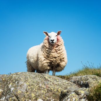 Holiday houses Dingle - Sheep on mountain