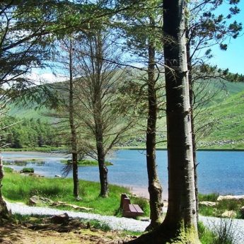 Holiday houses Dingle - Glentannasig Forest