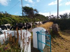 Exclusive holiday houses on the Wild Atlantic Way - Farm animals