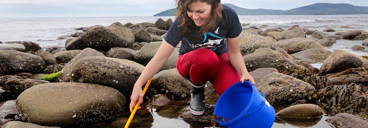 Holiday cottages Ireland - Looking for sea creatures