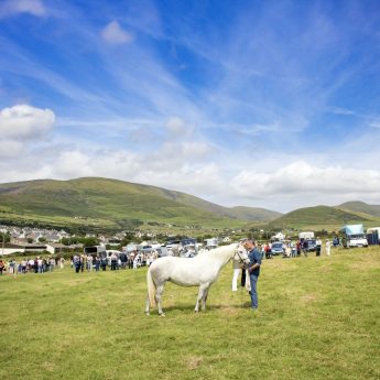 Holiday cottages Dingle - agriculture show