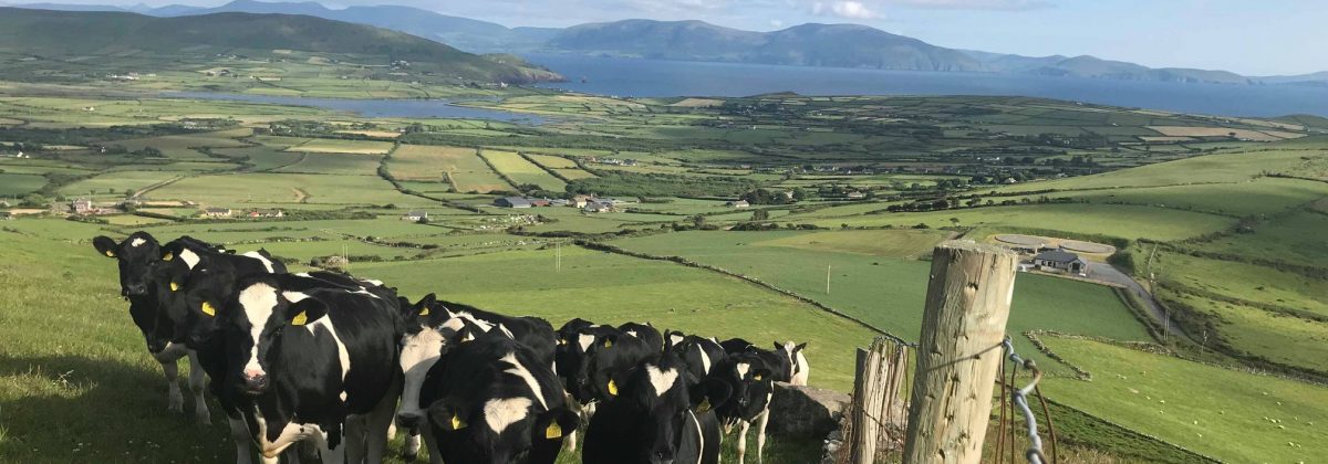 Holiday rentals Kerry - Agriculture show