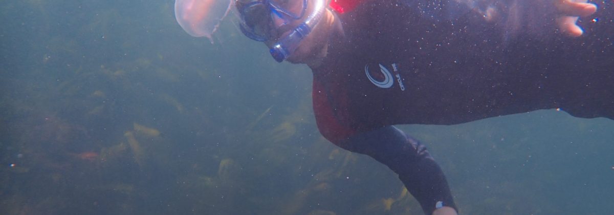 Holiday houses Ireland - Diving underwater with jellyfish