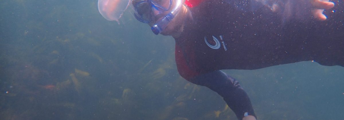 Holiday houses Ireland - Diving underwater with jellyfish