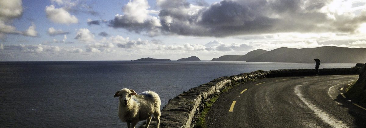 Holiday cottages Ireland - Sheep Slea head drive