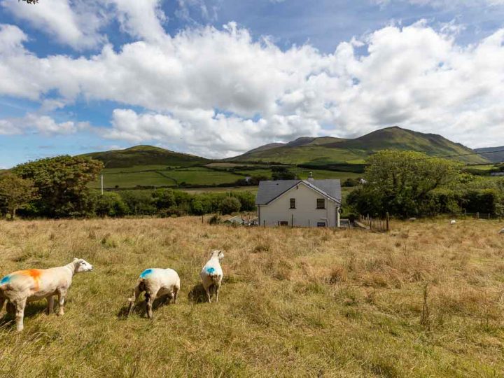 Exclusive holiday cottages Kerry - Mountain view with sheep