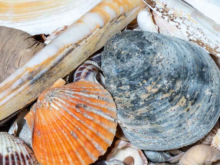 Holiday cottages Dingle - Sea Shells