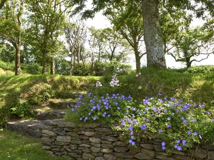 oak tree house garden